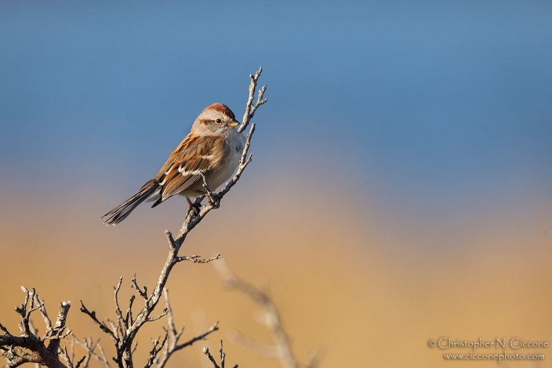 American Tree Sparrow