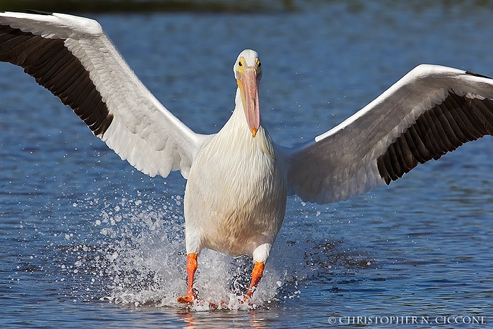 American White Pelican