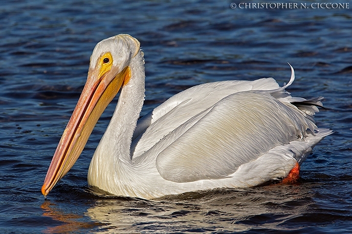 American White Pelican