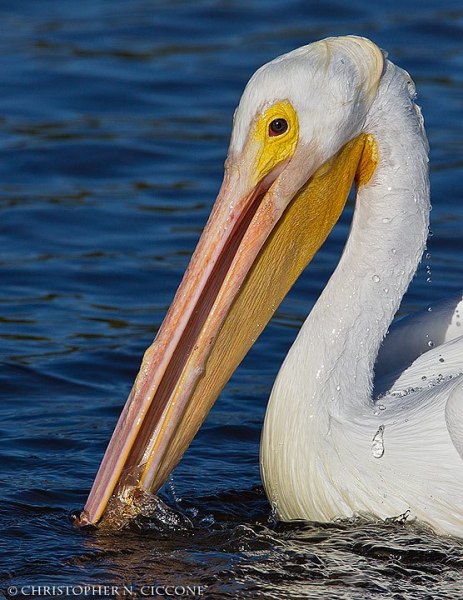 American White Pelican