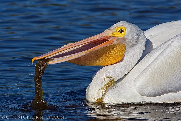 American White Pelican