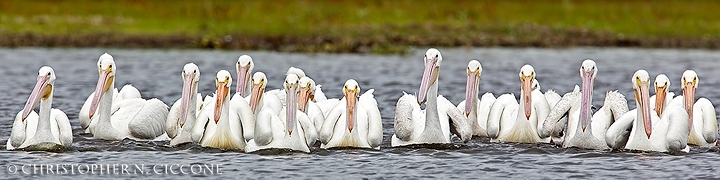 American White Pelican