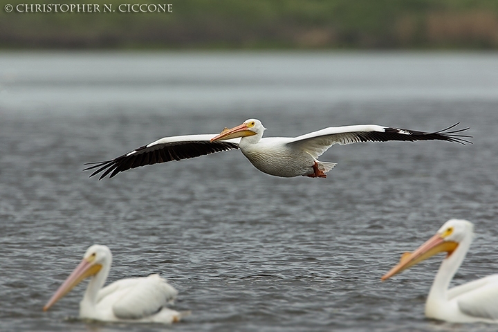 American White Pelican