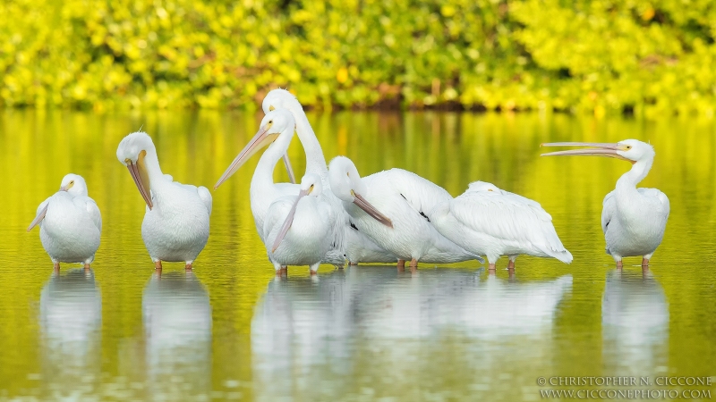 American White Pelican