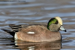 American Wigeon