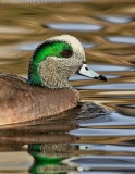 American Wigeon