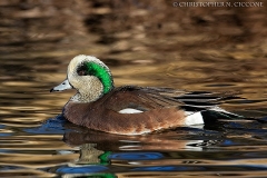 American Wigeon