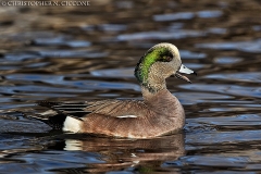 American Wigeon