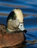 American Wigeon