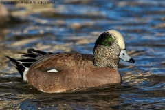 American Wigeon