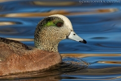 American Wigeon