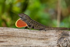 Brown Anole