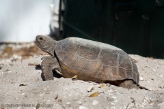 Gopher Tortoise