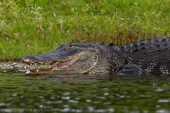 American Alligator