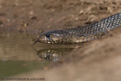 Texas Indigo Snake