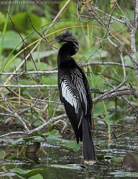 Anhinga