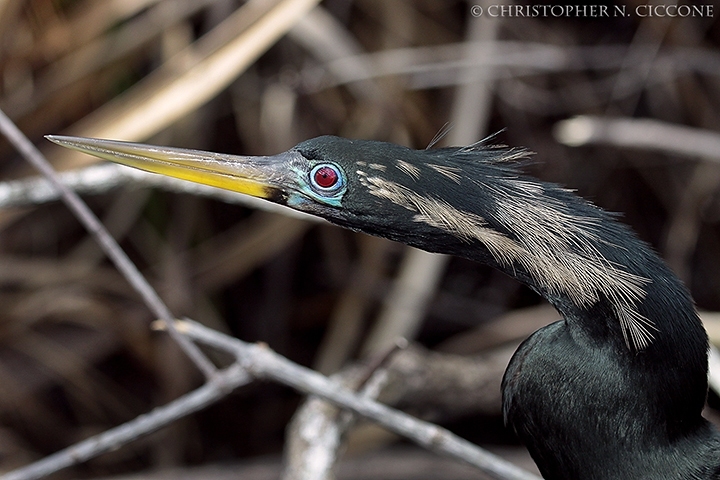 Anhinga