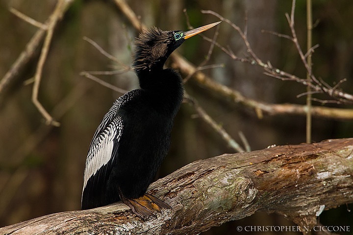 Anhinga