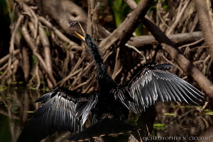 Anhinga