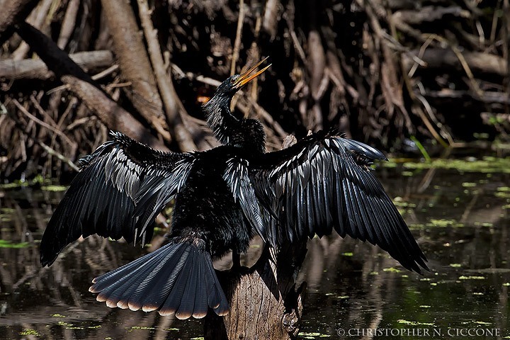 Anhinga