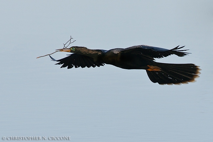 Anhinga