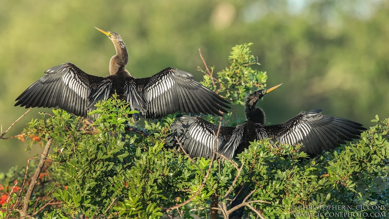 Anhinga