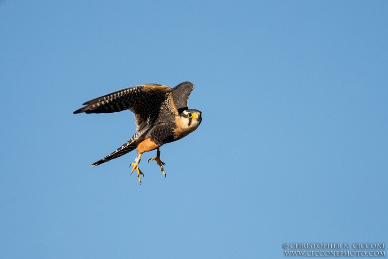 Aplomado Falcon