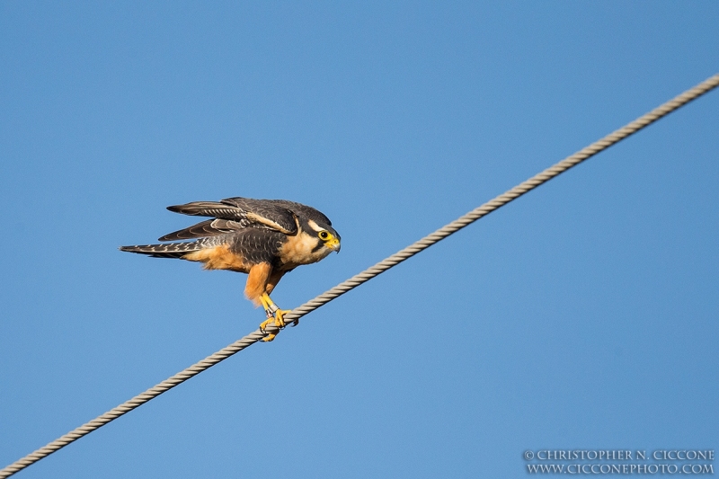 Aplomado Falcon