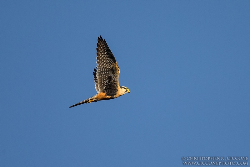 Aplomado Falcon