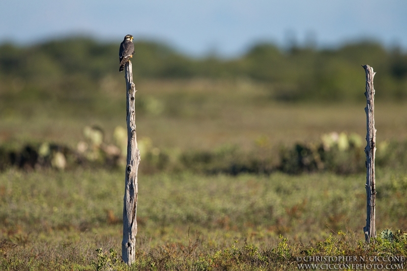 Aplomado Falcon