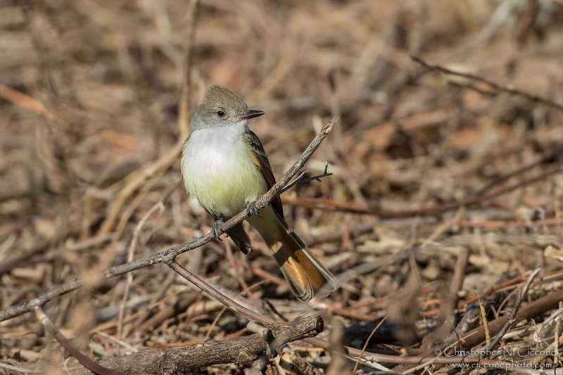 Ash-throated Flycatcher