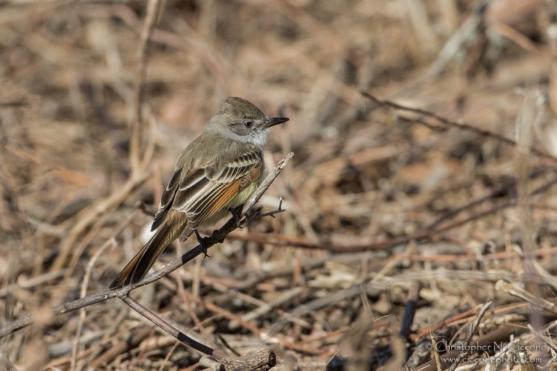 Ash-throated Flycatcher