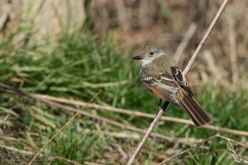 Ash-throated Flycatcher