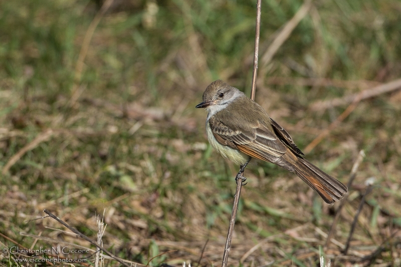 Ash-throated Flycatcher