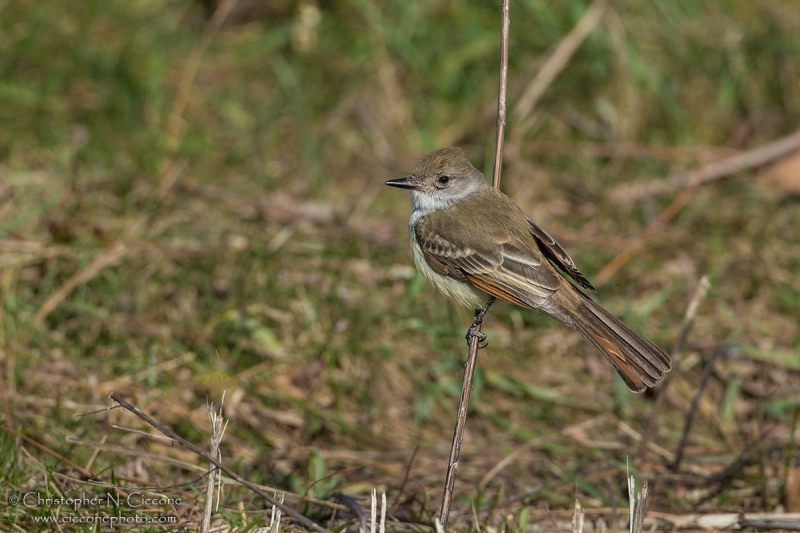 Ash-throated Flycatcher