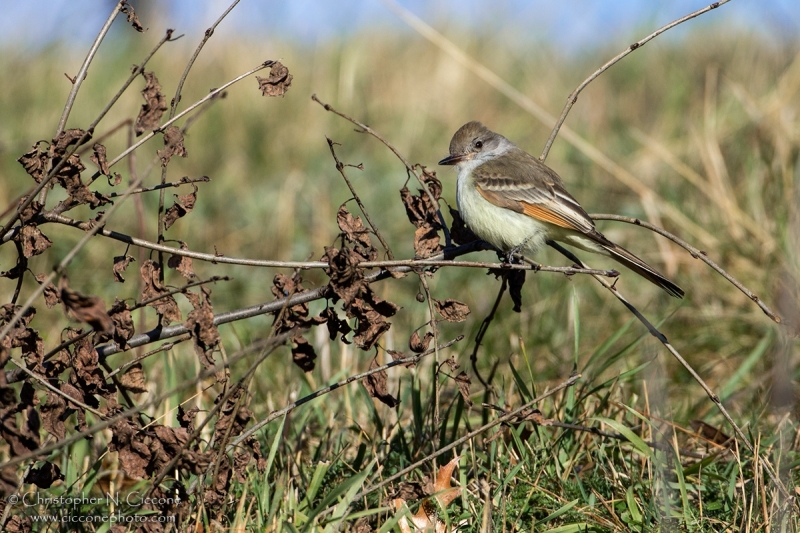 Ash-throated Flycatcher