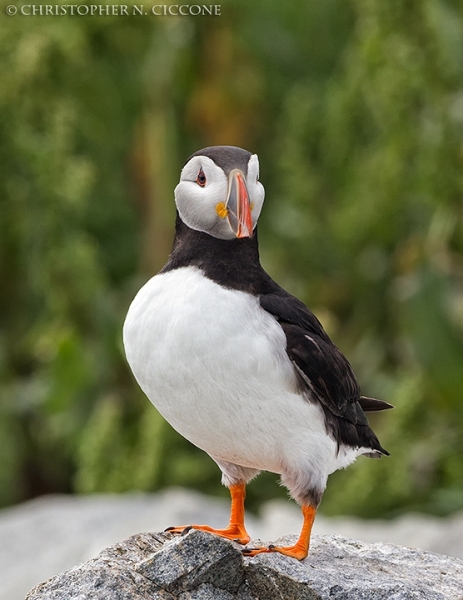 Atlantic Puffin