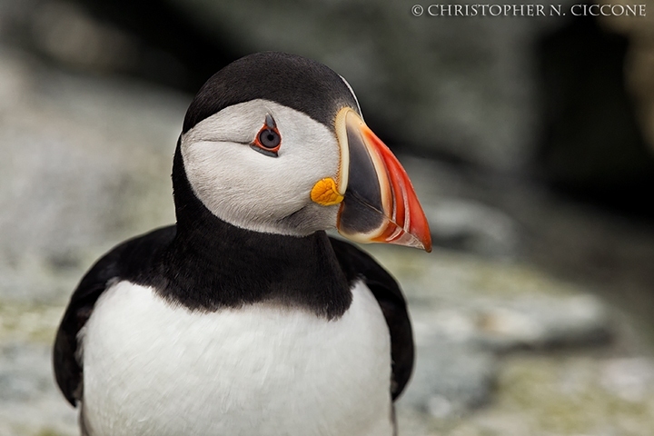 Atlantic Puffin