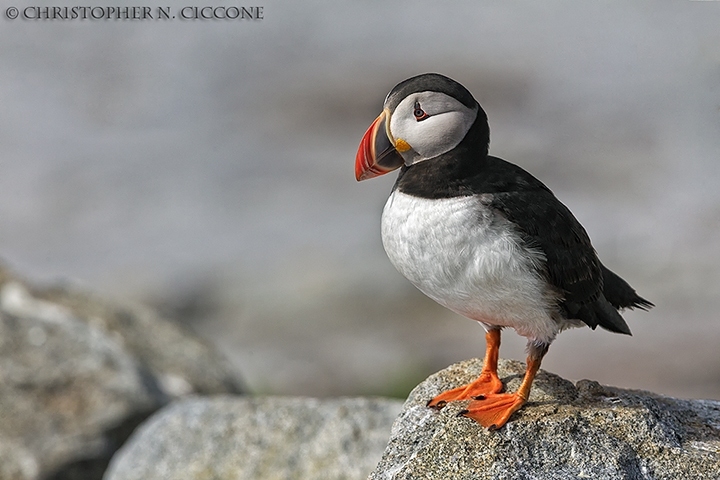 Atlantic Puffin