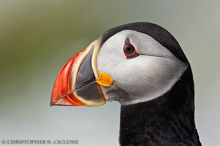 Atlantic Puffin