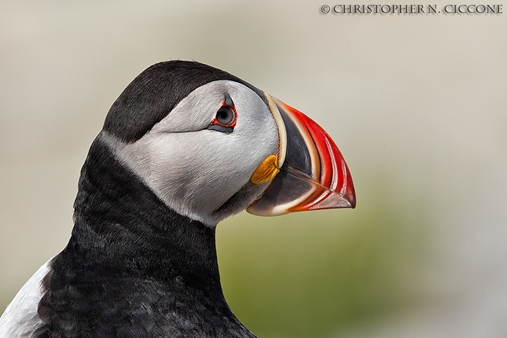 Atlantic Puffin