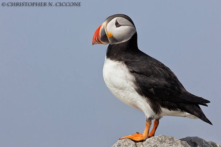 Atlantic Puffin