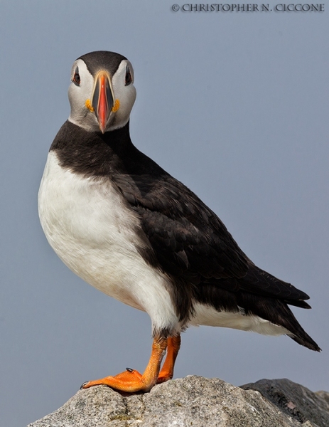 Atlantic Puffin