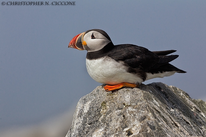 Atlantic Puffin