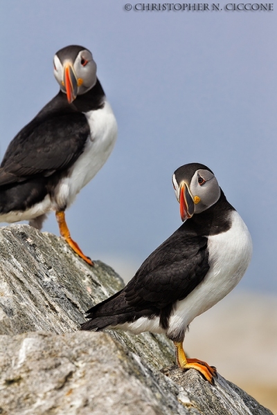 Atlantic Puffin