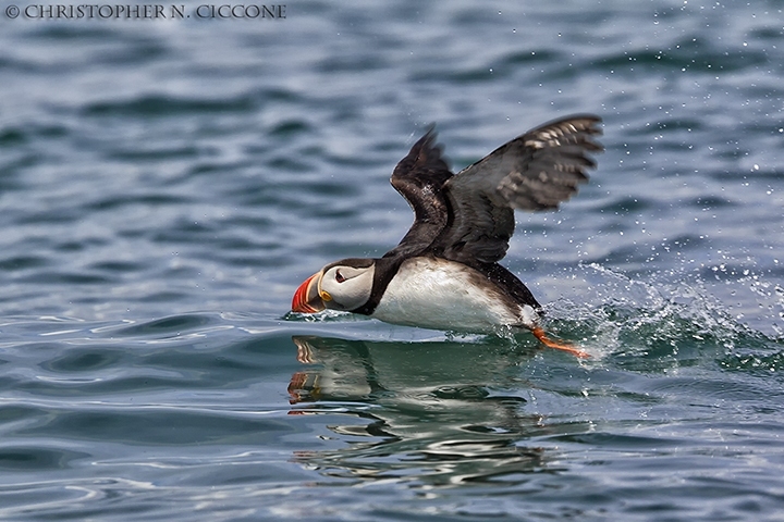 Atlantic Puffin