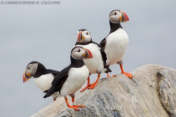 Atlantic Puffin