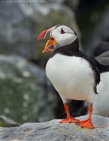 Atlantic Puffin