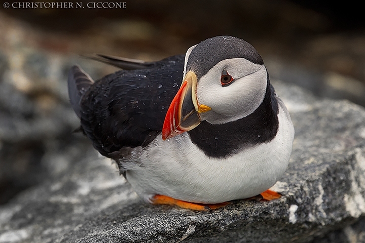 Atlantic Puffin