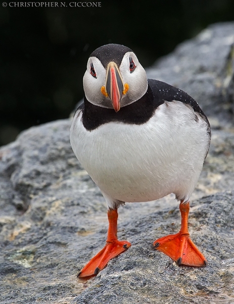 Atlantic Puffin